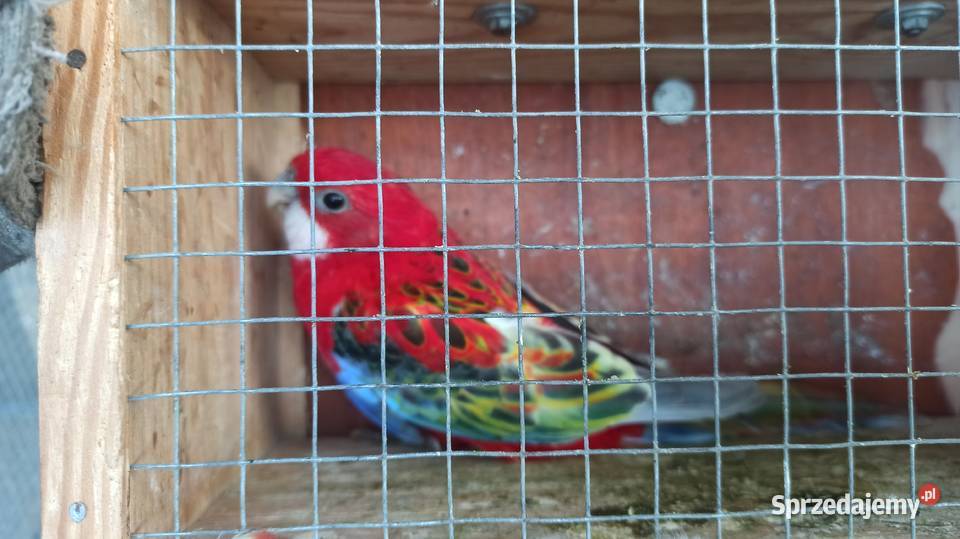 Rozelle białolice czerwone para 2025 małopolskie Przeginia