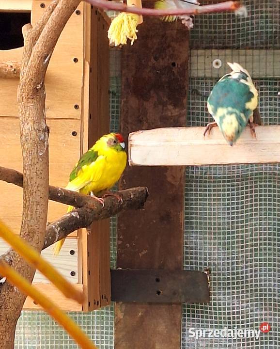 Para modrolotek szeków i świergotek