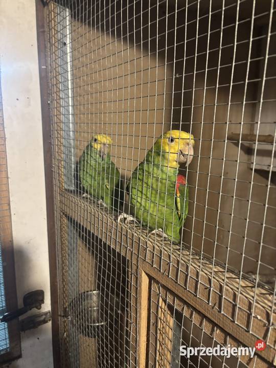 Amazonki niebieskoczelne pąsowe białoczelne Ptaki Pińczów