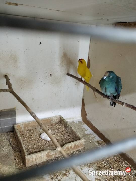 Modrolotki sprzedam papugi Świerklany