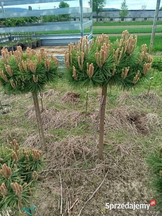 Sosna Pinus mugo LOW Glow Varella GLAUCA GLOBOSA Przedmieście Dubieckie