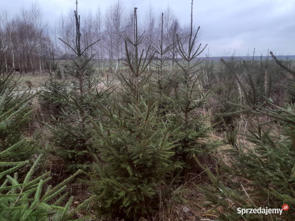 Choinki Bożonarodzeniowe świerk pospolity Rakołupy