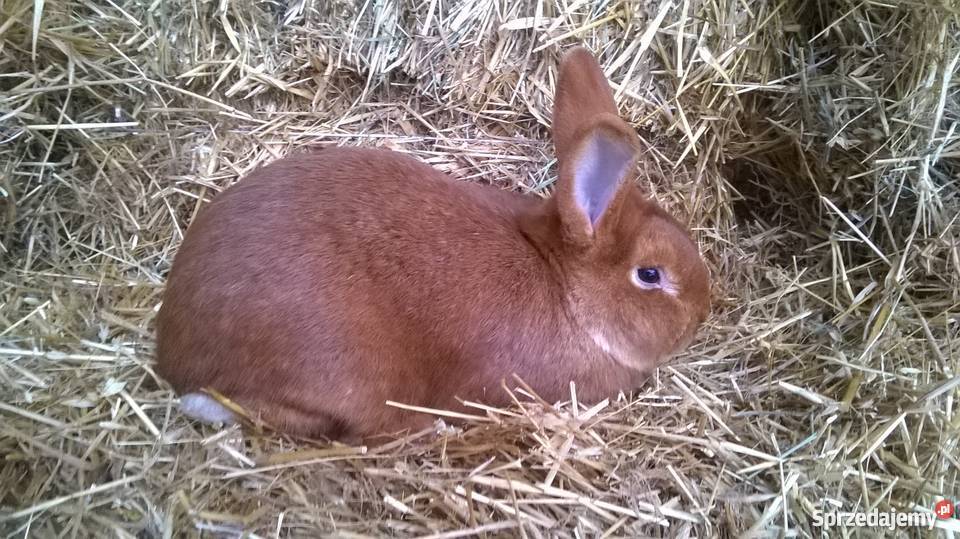 Kroliki nowozelandzkie czerwone