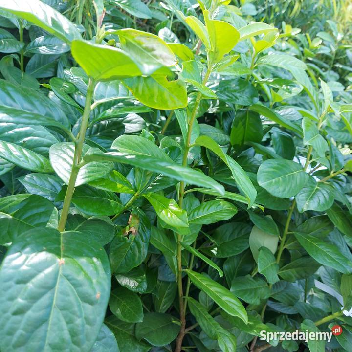 Laurowiśnia NOVITA sadzonki na żywopłot 4060 świętokrzyskie