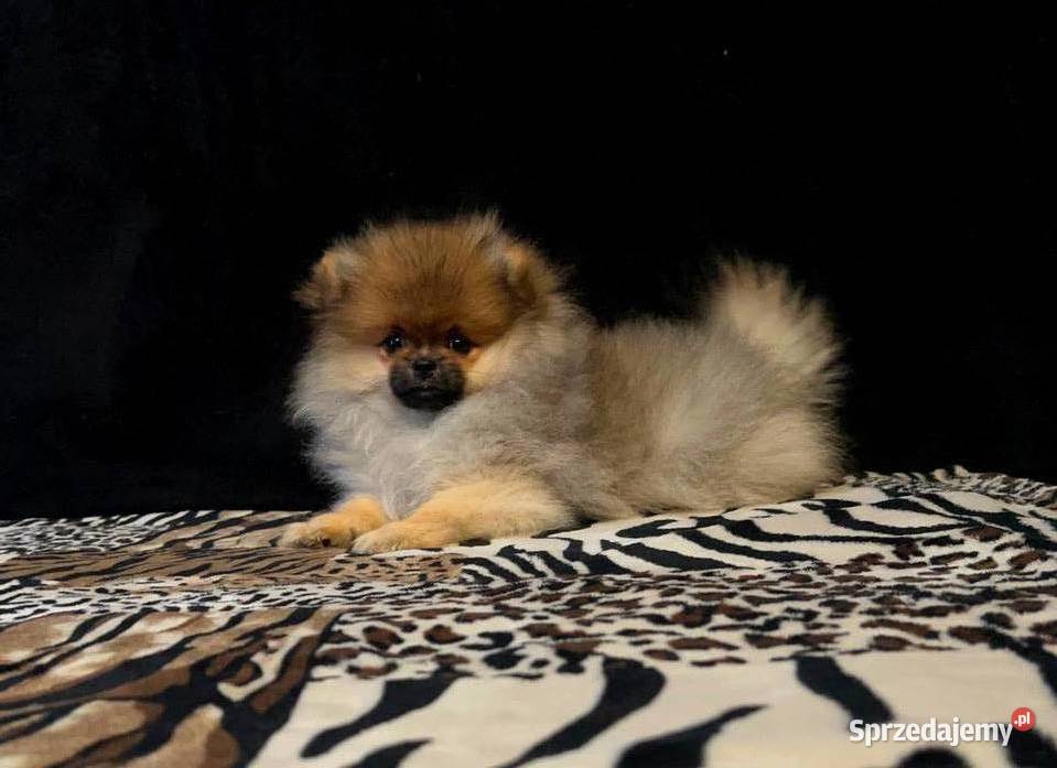 Szpic miniaturowy Pomeranian suczka ORANGE SABLE łódzkie