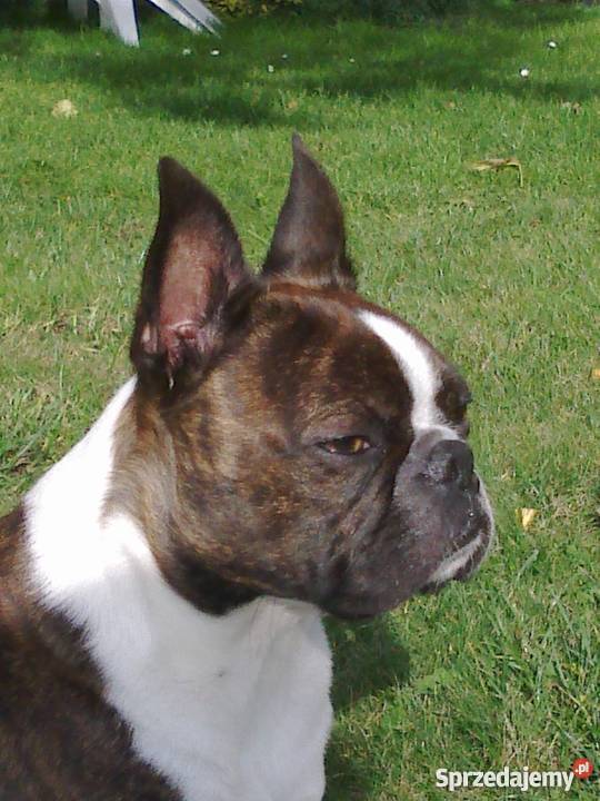 Boston Terrier szczenięta FCI Oświęcim