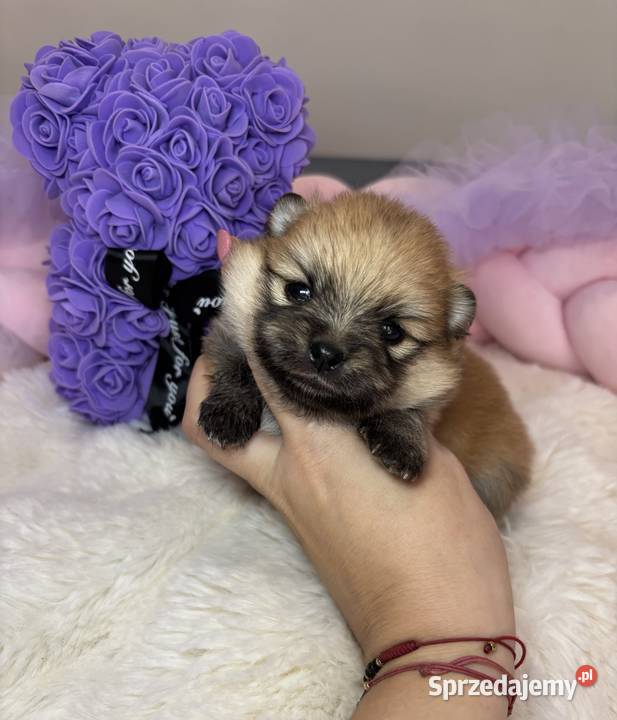 Suczka szpic miniaturowy pomeranian Orange Szpic miniaturowy Bełchatów
