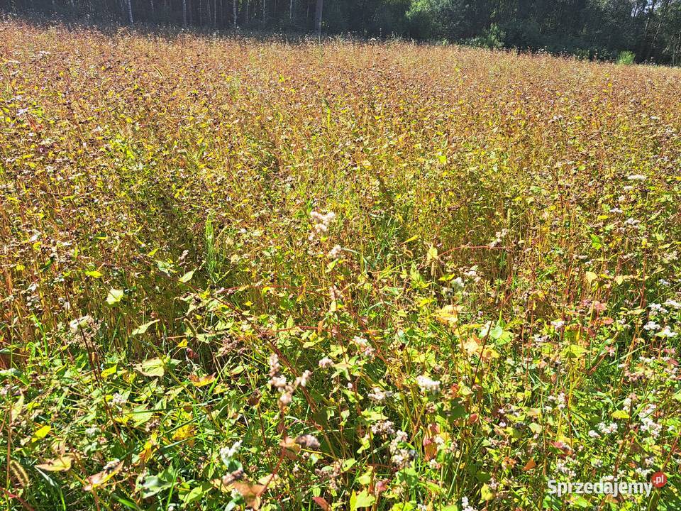 Gryka na popolon nasiona Włoszczowa