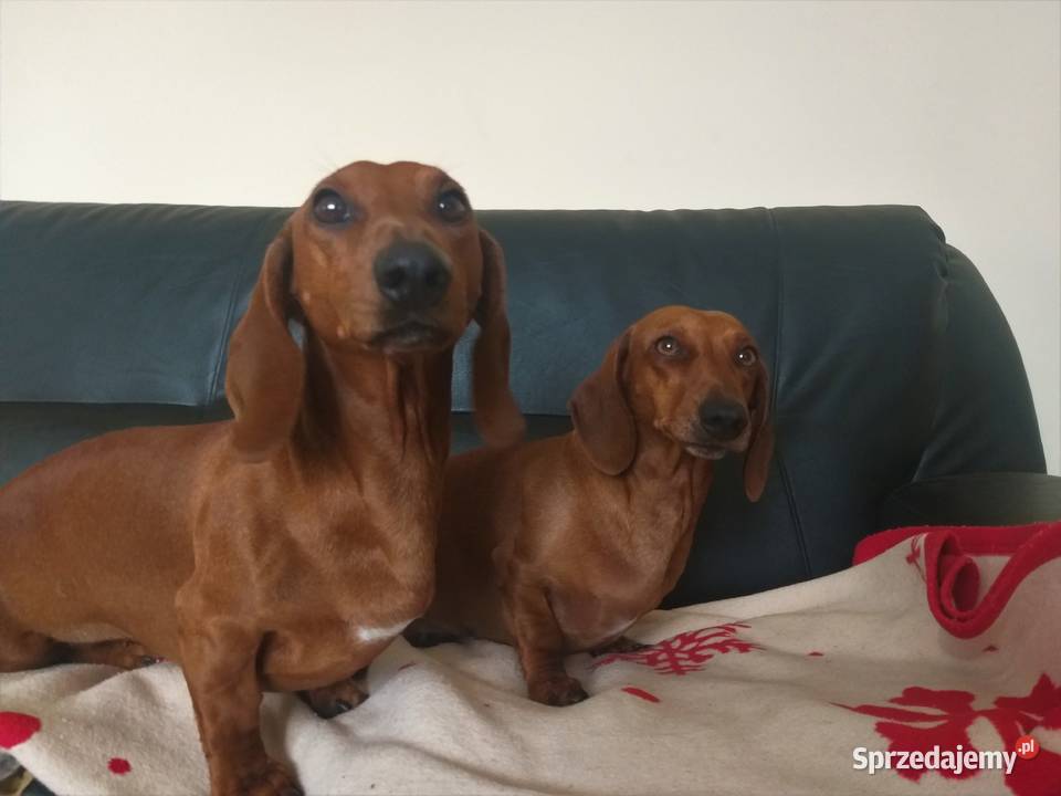 Jamnik krótkowłosy standardowy kujawsko-pomorskie