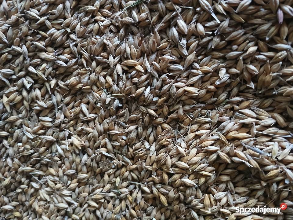 Jęczmień sprzedam Jodłowa