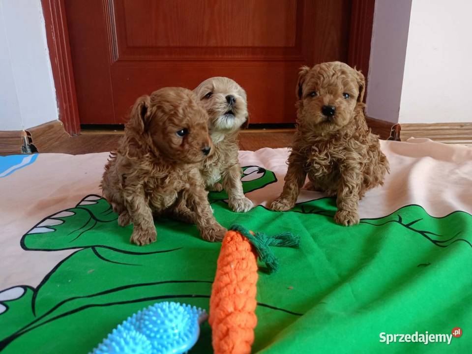 Maltipoo f1b Piesek Miechów