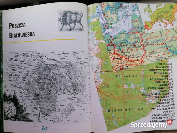 Białowieża pierwotna puszcza Europy Mielec sprzedam
