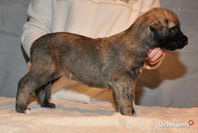 Wilczarz Irlandzki szczeniaki