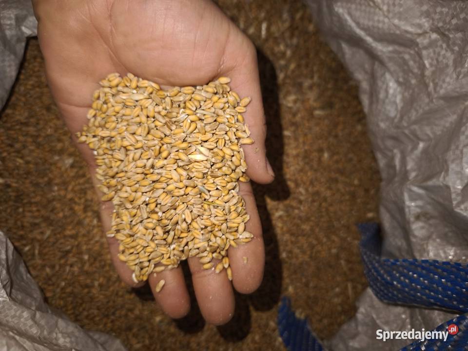 Pszenica ozima Zboża Strzałków sprzedam