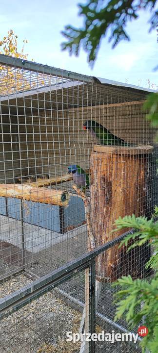 Aleksandretty chińskie z 23r Ptaki Ruda Śląska