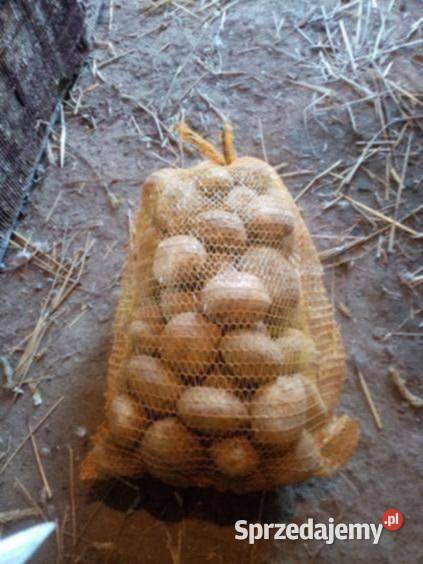 Ziemniaki jadalne odmiana Connect