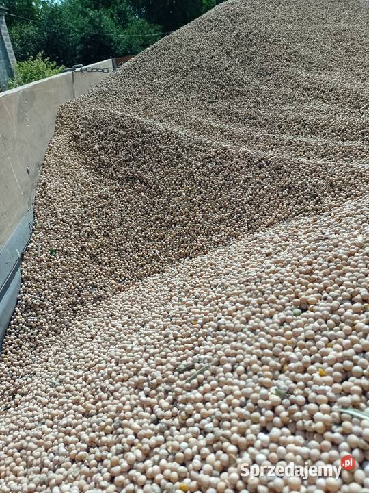 Sprzedam groch siewny na paszę poplon Uchanie