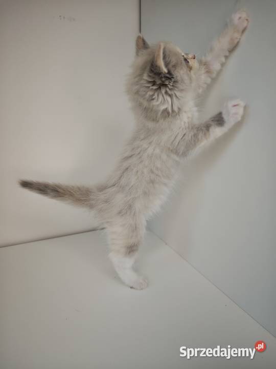 Ragdoll Kocięta Kołaków