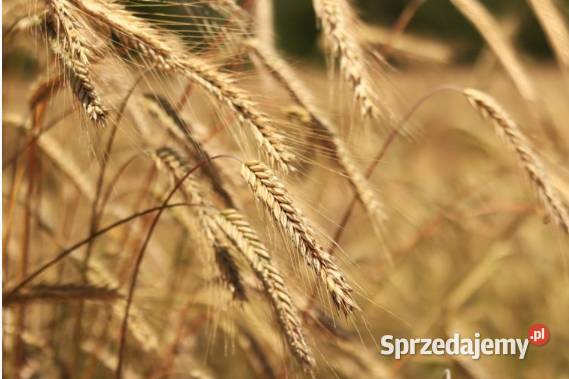 Żyto Skand 2026 centrali Zboża