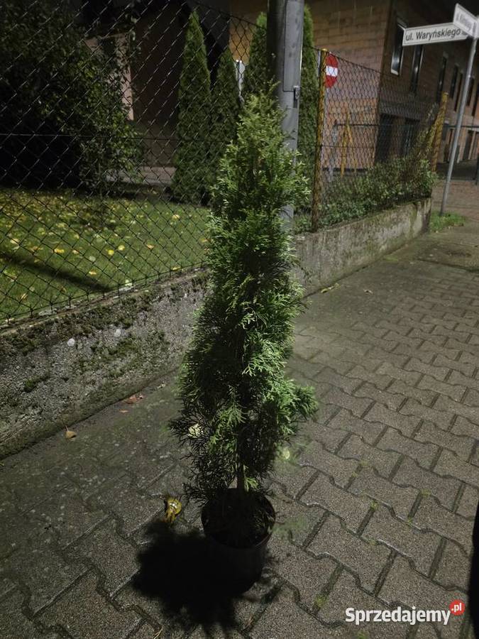 Sprzedam tuje szmaragd wysokość 110 Pozostałe wielkopolskie Krotoszyn