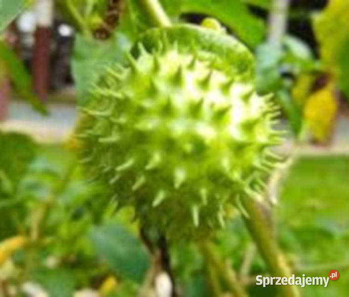 BIELUŃ SURMIKWIAT Datura Metel NASIONA 1000 sprzedam