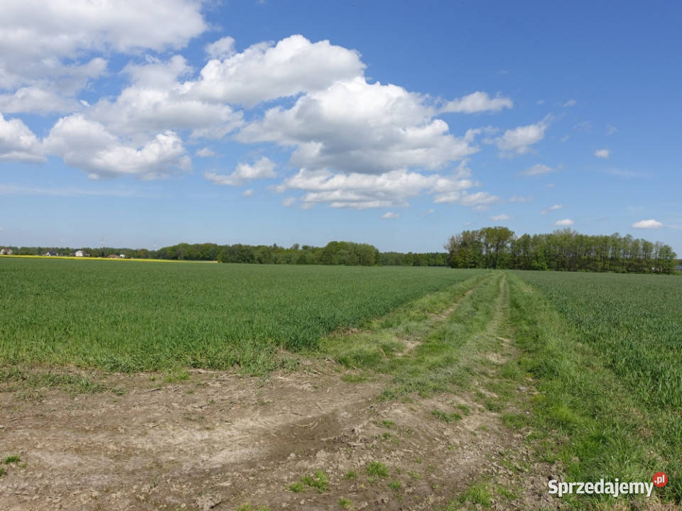 Skoczów Pruchna 115ha z prawem zabudowy w samym asfalt