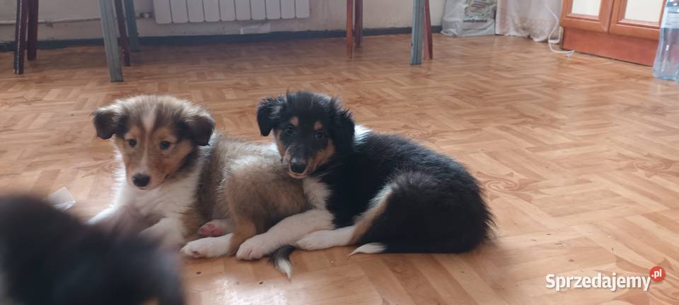 Szczenięta Owczarek szkocki Łuków