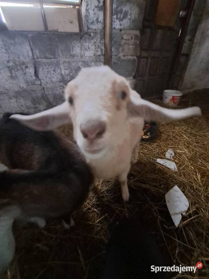 kozy anglolubinskie Skarżyn