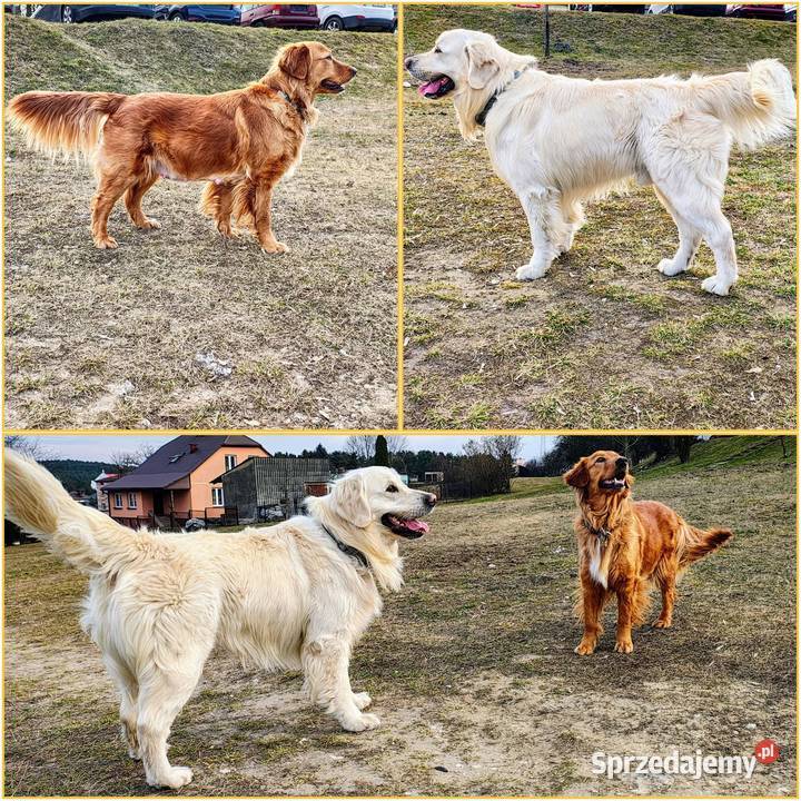 Szczenięta Golden Retriever Rezerwacja miotu Olkusz