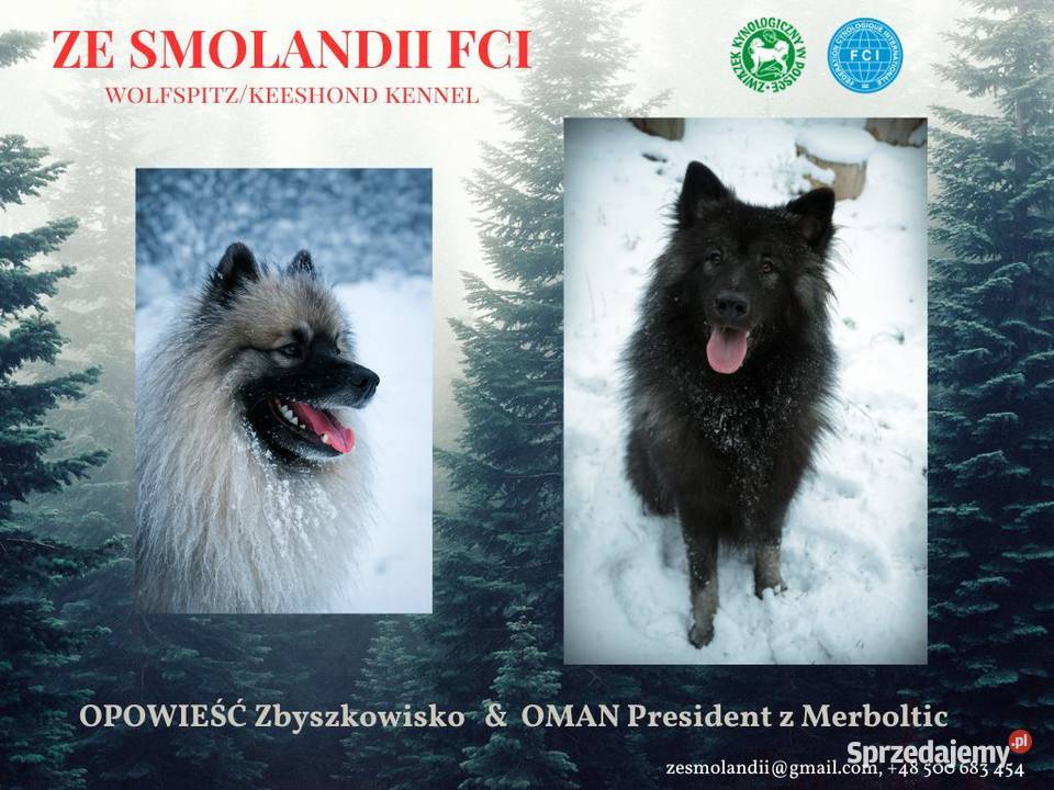 Szpic wilczy FCI szczenięta śląskie sprzedam