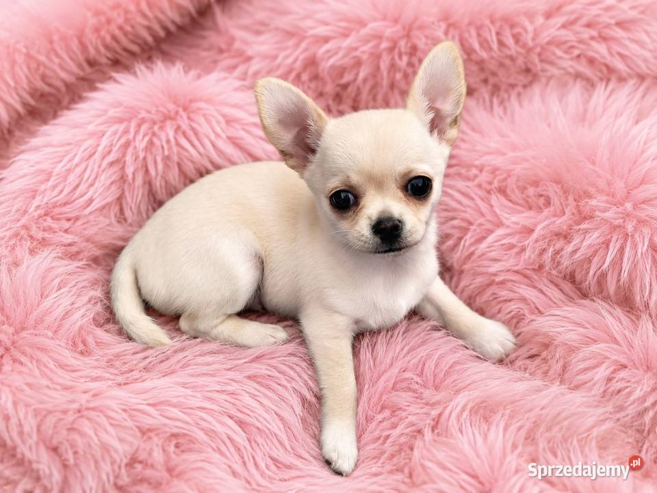 Chihuahua krótkowłosa sunia ZKwP FCI Świnoujście