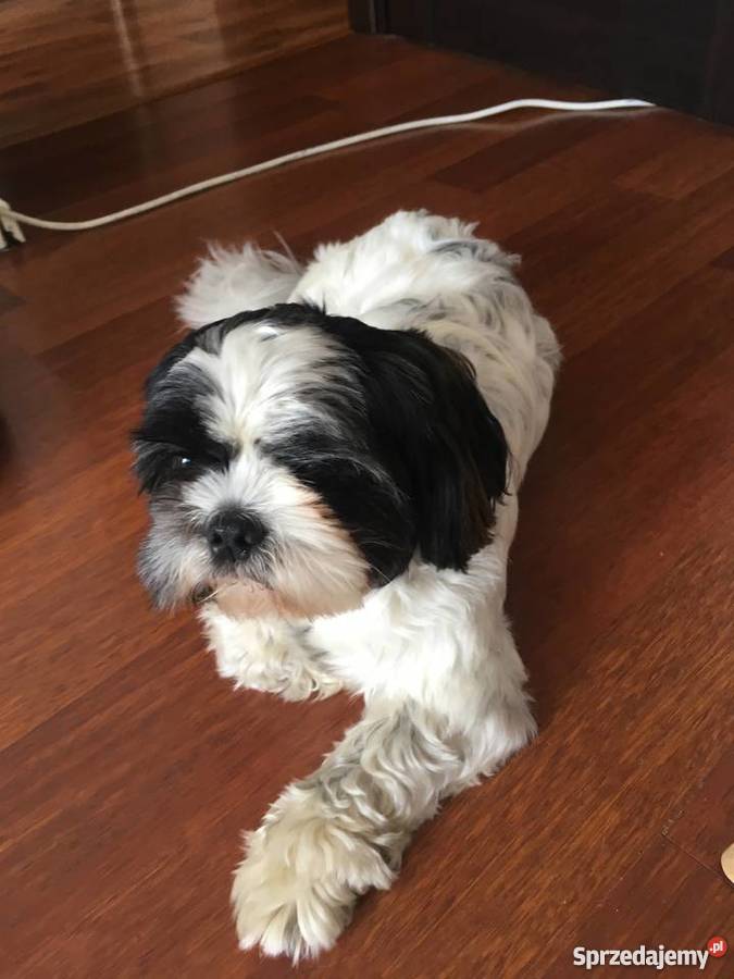 Reproduktor shih tzu sprzedam