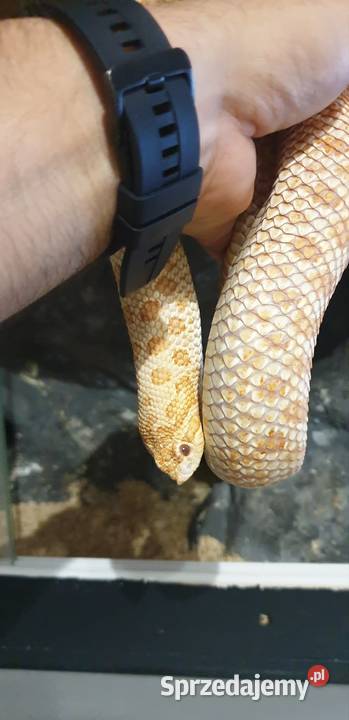 Dorosła samica Heterodon zachodni Yellow Albino Głogów sprzedam