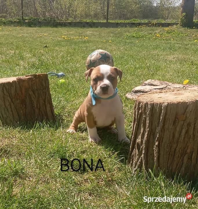 American Staffordshire Terrier Białystok