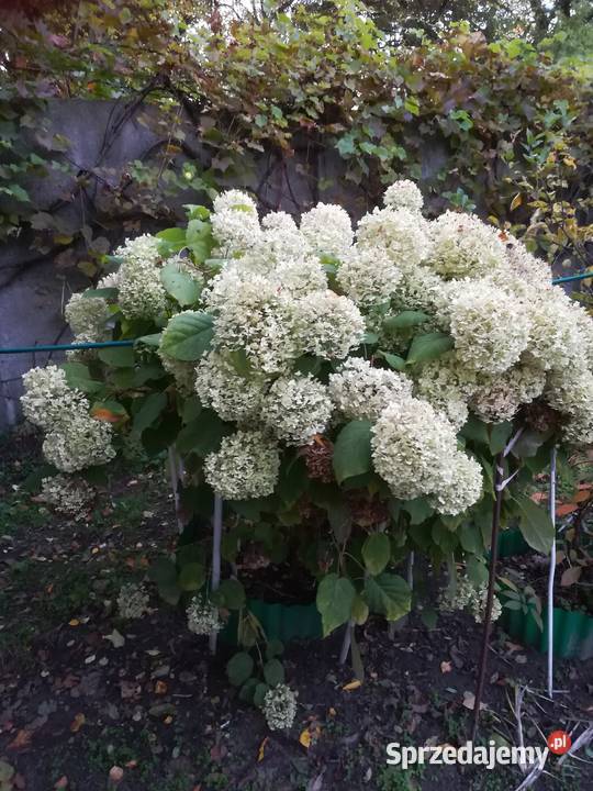 Sprzedam działkę ROD 400 m Bemowo Warszawa