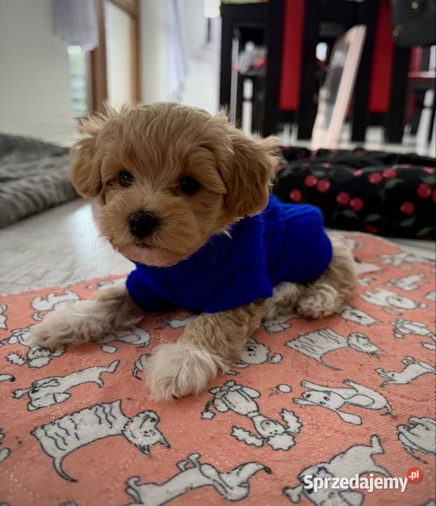 Maltipoo piękny chłopiec Maltańczyk Wadowice