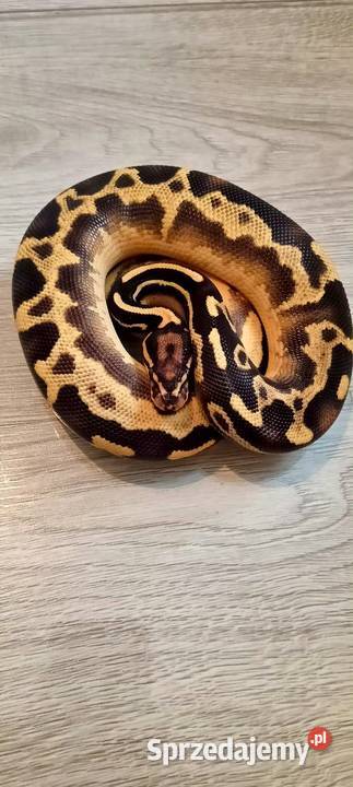 Pytony królewskie python regius Nowa Wola sprzedam