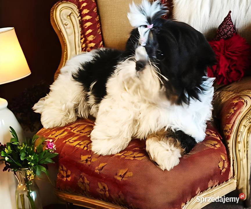 Suczki Shih tzu FCI Shih Tzu dolnośląskie Wałbrzych
