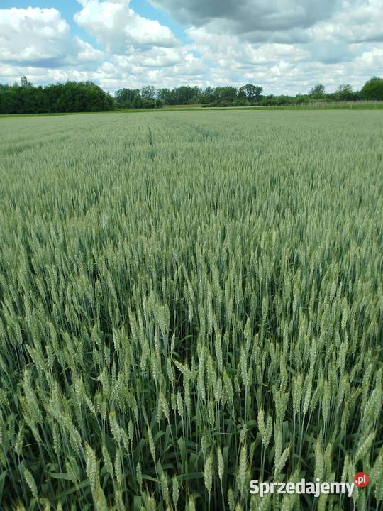 Pszenica jara przewódka czyszczona