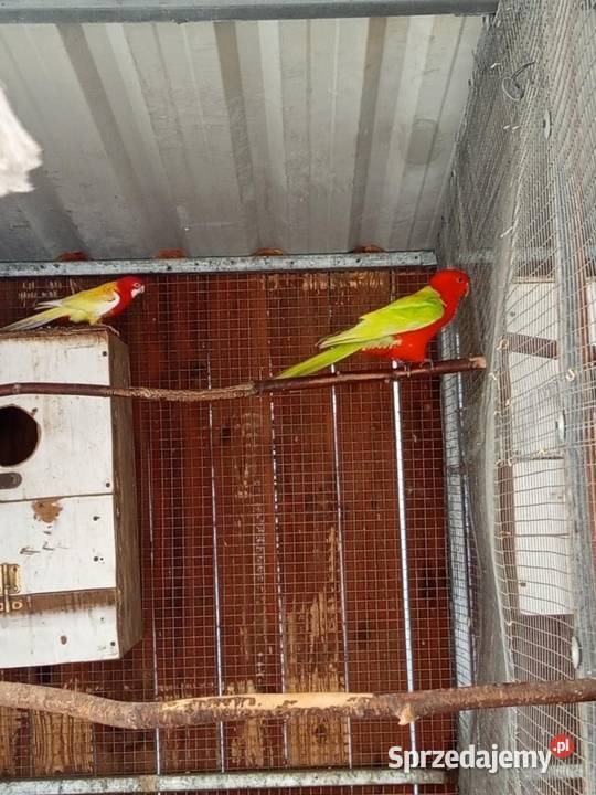 Papuga Królewska Grudziądz sprzedam