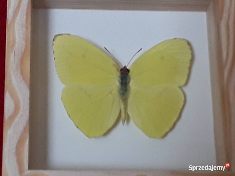 Motyl w ramce 10x10 Aphrissa statira 60 mm Szczecin