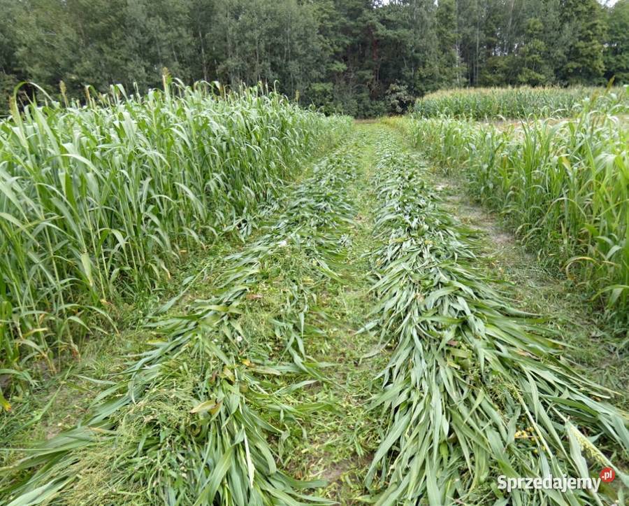 NUTRI HONEY Mieszaniec Sorgo z Trawą Sudańską 25 wielkopolskie