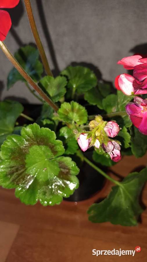 Duża pelargonia kwitnąca aktualnie na czerwono Rośliny Warszawa