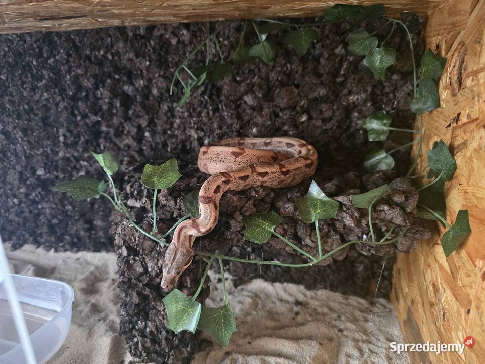 Sprzedam Terrarium z Boa Jastrzębie-Zdrój sprzedam