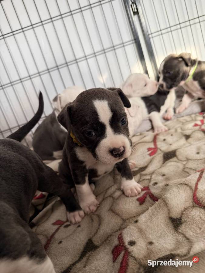 Trzy suczki Amstaff Blue Brzeziny