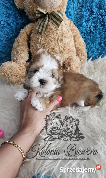 Yorkshire terrier piesek PASZPORT York Sędziejowice