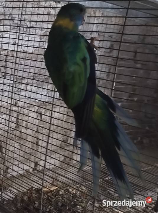 Papugi aleksandrety obrożnej Wodzisław Śląski