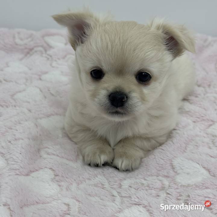 Chihuahua długowłosy FCI Piesek lubuskie Przecław sprzedam