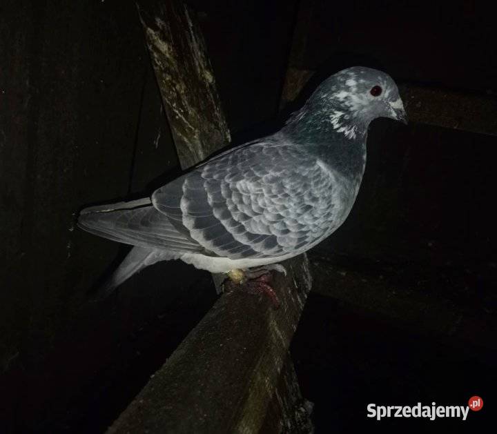 Gołębie pocztowe piękne na obrączkach stałych Plemięta