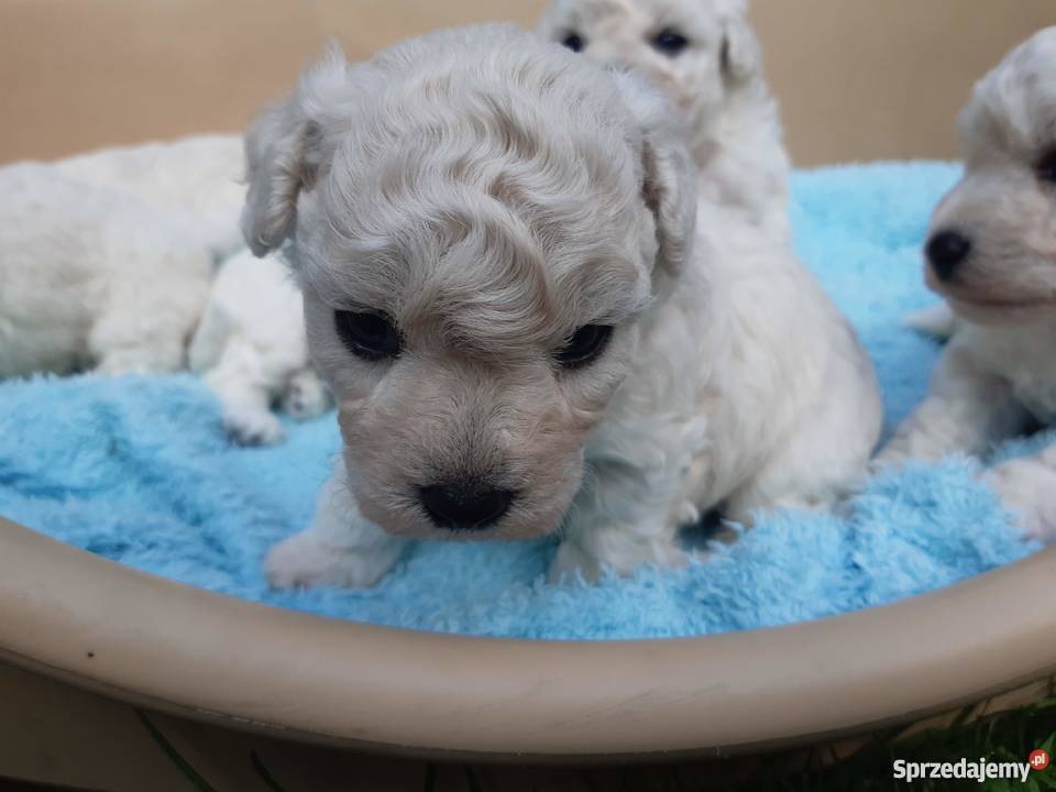 Szczenięta Bichon Frise hodowla ZKwP FCI Starachowice